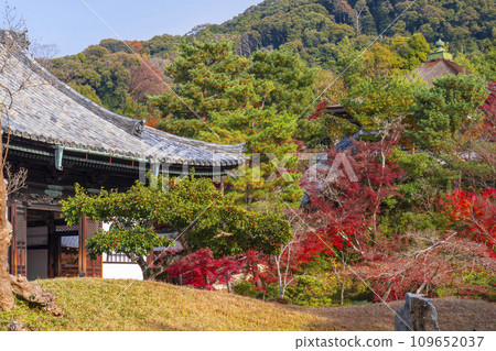 秋天的京都，高台寺，開山堂前的花園，秋葉覆蓋 109652037