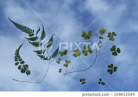 Nameless plants are floating in the sky. It looks like they are enjoying swimming in the air. . 109652084