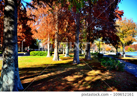 深秋的水元公園，秋葉的 Rakusho 森林景觀 109652161