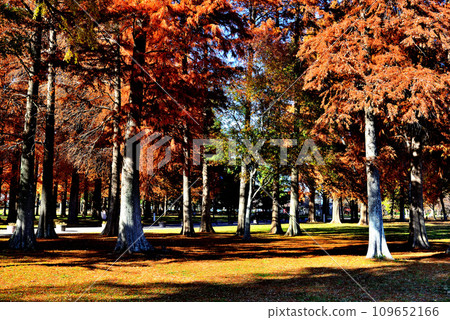 Mizumoto Park in late autumn, landscape of the Rakusho forest with autumn leaves 109652166
