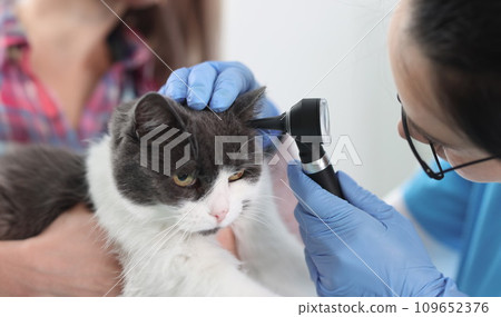 Woman veterinarian looking cats ear with otoscope closeup 109652376