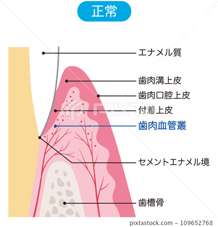 牙齒結構斷面牙齦 109652768