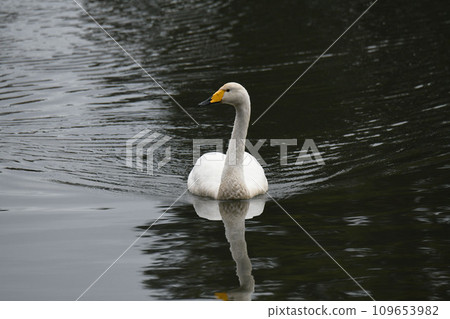 Swan Swan 109653982