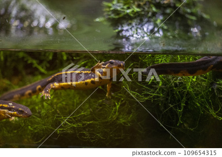 Gecko peeking out of the water 109654315