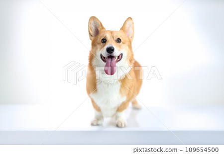 Corgi dog with his tongue sticking out on white background Corgi dog with his tongue sticking out on white background 109654500