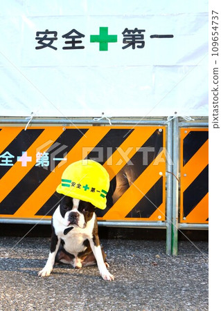 波士頓梗威猛戴著安全第一的黃色頭盔，看起來很可愛♡ 109654737