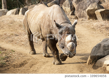 Eastern black rhino is coming towards you Eastern black rhino is coming towards you 109654856