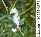 Seahorse bead embroidery sparkly brooch Template for easily making New Year's cards. olive tree Seahorse bead embroidery sparkly brooch Template for easily making New Year's cards. olive tree 109654874