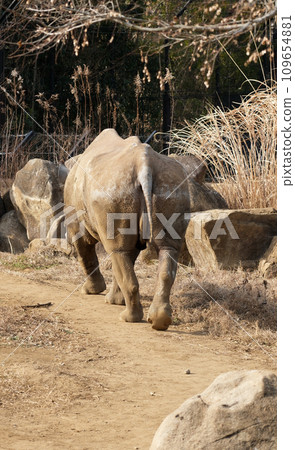 日向的黑犀牛背影 日向的黑犀牛背影 109654881