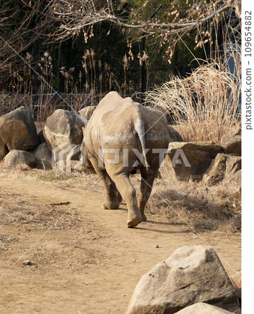 Back view of eastern black rhinoceros 109654882