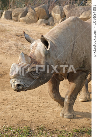東部黑犀牛的特寫 109654883