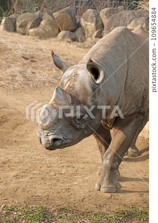 Close-up of Eastern Black Rhino Close-up of Eastern Black Rhino 109654884
