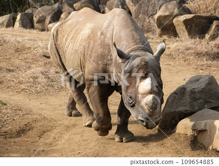 東方黑犀牛正向你走來 109654885