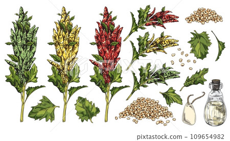 Quinoa branch with flowers, leaves and pile of seeds, glass pitcher with oil, label hand drawn vector illustrations set 109654982