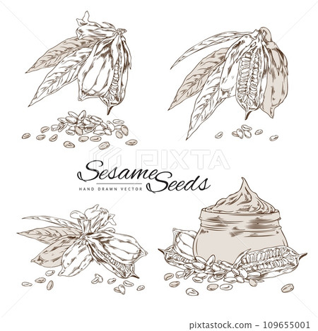 Vectorset of sketch drawing sesame seeds and oil, engraving glass jar sesame oil, plant with leaves, capsules and flower 109655001