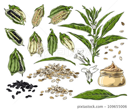 Set of hand drawn colorful sesame pods, seeds, flowers and leaves sketch style 109655006