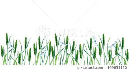 Banner, border with Timothy grass or cat tail grass and blue dragonflies, damselflies. Hand drawn botanical watercolor illustration isolated on white background. For clip art cards label package Banner, border with Timothy grass or cat tail grass and blue dragonflies, damselflies. Hand drawn botanical watercolor illustration isolated on white background. For clip art cards label package 109655150