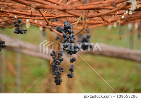 收穫後剩下的葡萄 109655296