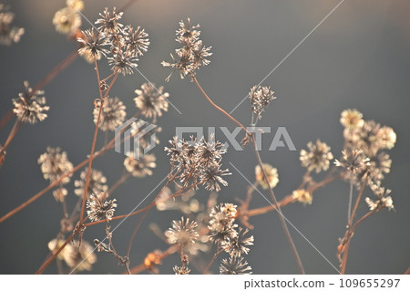 Coensengangsa的種類 109655297