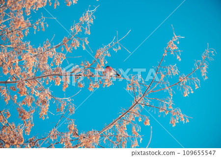 Bright bullfinch with red breast sitting on a tree in winter 109655547