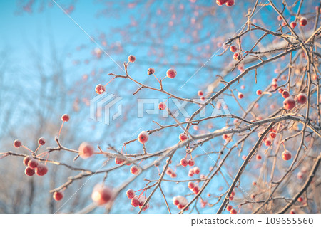 Small apples ranette in winter under snow, ice, frost, winter concept, natural winter background Small apples ranette in winter under snow, ice, frost, winter concept, natural winter background 109655560