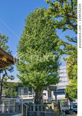 Otori Shrine, the oldest shrine in Meguro Ward, Tokyo, sacred tree, large ginkgo Otori Shrine, the oldest shrine in Meguro Ward, Tokyo, sacred tree, large ginkgo 109656209