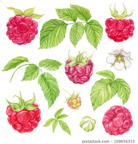 Red raspberry. Set of watercolor illustrations. Separate elements of a raspberry twig, berries, flowers, green leaves. Botanical painting. Set of raw fresh garden and forest natural ripe berries. 109656333