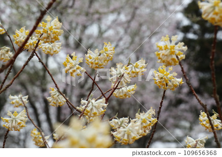 Mitsumata flowers blooming with cherry blossoms in the background Mitsumata flowers blooming with cherry blossoms in the background 109656368