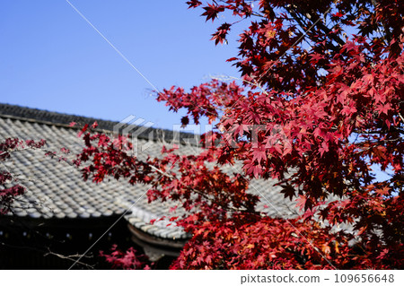 京都市山科嘉壽寺境內的紅葉 109656648