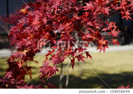 京都市山科嘉壽寺境內的紅葉 109656649
