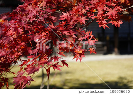 京都市山科嘉壽寺境內的紅葉 京都市山科嘉壽寺境內的紅葉 109656650