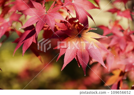 京都市山科嘉壽寺境內的紅葉 京都市山科嘉壽寺境內的紅葉 109656652
