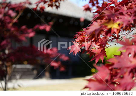 京都市山科嘉壽寺境內的紅葉 京都市山科嘉壽寺境內的紅葉 109656653