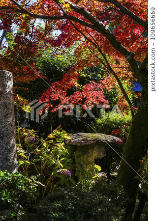 Autumn leaves in the precincts of Kajuji Temple, Yamashina, Kyoto City Autumn leaves in the precincts of Kajuji Temple, Yamashina, Kyoto City 109656669