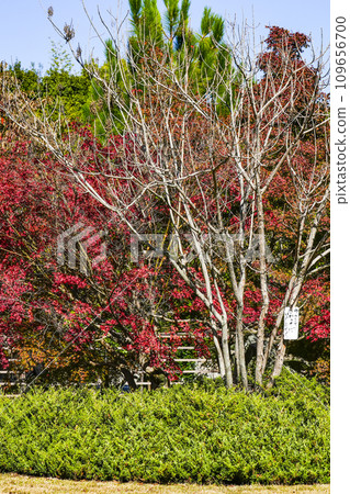 Autumn leaves in the precincts of Kajuji Temple, Yamashina, Kyoto City Autumn leaves in the precincts of Kajuji Temple, Yamashina, Kyoto City 109656700