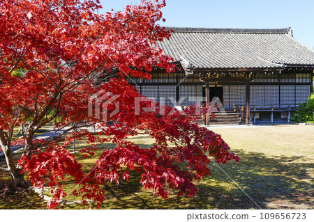 Autumn leaves in the precincts of Kajuji Temple, Yamashina, Kyoto City Autumn leaves in the precincts of Kajuji Temple, Yamashina, Kyoto City 109656723