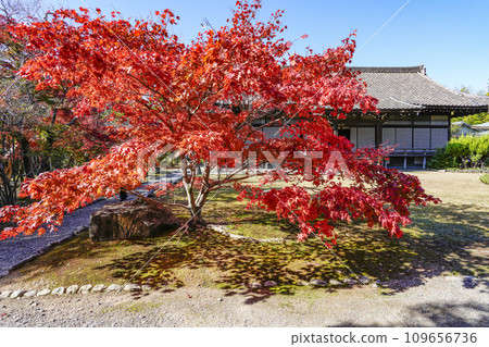 Autumn leaves in the precincts of Kajuji Temple, Yamashina, Kyoto City 109656736