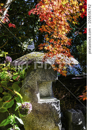 Autumn leaves in the precincts of Kajuji Temple, Yamashina, Kyoto City Autumn leaves in the precincts of Kajuji Temple, Yamashina, Kyoto City 109656742