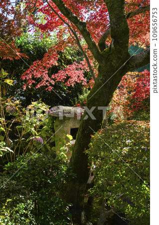 京都市山科嘉壽寺境內的紅葉 京都市山科嘉壽寺境內的紅葉 109656753