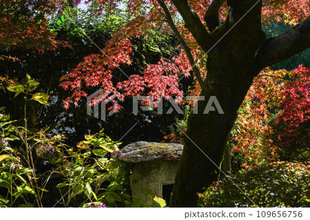 京都市山科嘉壽寺境內的紅葉 109656756