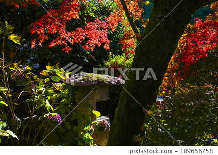 京都市山科嘉壽寺境內的紅葉 京都市山科嘉壽寺境內的紅葉 109656758