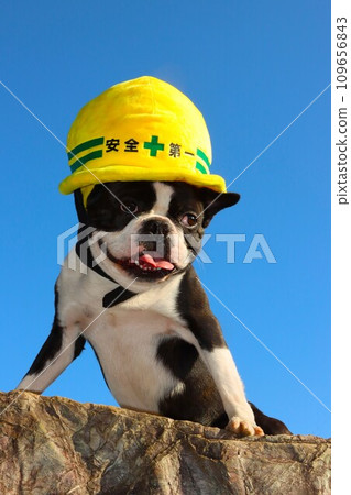 波士頓梗 Mighty 在藍天下戴著黃色頭盔，看起來很可愛♡ 109656843