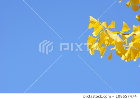 黃色的銀杏葉映襯著藍天3 109657474