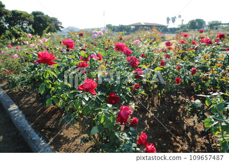 Arao City Ominous Citizen Flower Bed Rose Flower, 109657487
