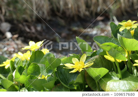 Hymeryu quinquea flowers blooming on the waterside Hymeryu quinquea flowers blooming on the waterside 109657680