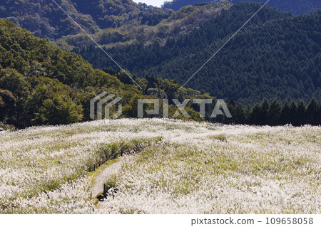 Soni Plateau, a famous spot in Nara with beautiful pampas grass all over_01 109658058