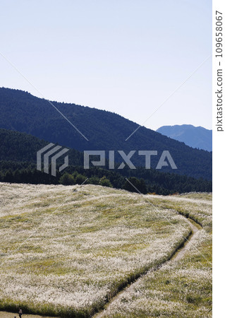 Soni Plateau, a famous spot in Nara with beautiful pampas grass all over_10 109658067