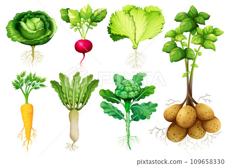 Colorful Cartoon Illustration of a Set of Root Vegetables Colorful Cartoon Illustration of a Set of Root Vegetables 109658330