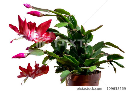 Beautiful Schlumbergera cactus with pink flowers and green leaves 109658569