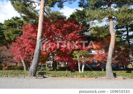 秋天的相國寺、京都市上京區境內的松樹和秋葉 109658583